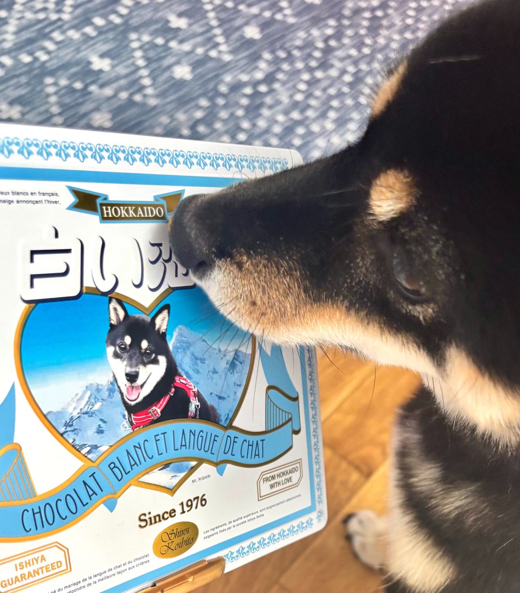 9011hako's tweet photo. かわいすぎてずっと見てる https://t.co/hg4JhDidpL