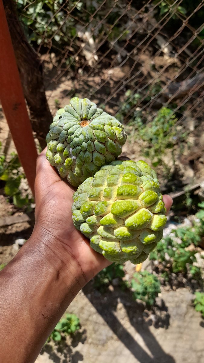 shobanes's tweet photo. Mine is just to say, plant trees. Nature is symbiotic. You give it gives. You take, it takes. 
🤤 https://t.co/NIWoqa1Tvu