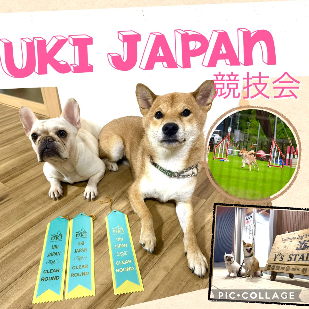 o_r_masui's tweet photo. UKI Japan 競技会　大阪
オーナーさんのプリンと、
初出陳の陸と走らせて頂きました。

チャンピオンクラス（3度）のプリンは
AGとJPを3席CR🎉

#ドッグスクールいろは
岡山市ドッグスクール
岡山犬のしつけ教室 https://t.co/AiZ09bGJdj