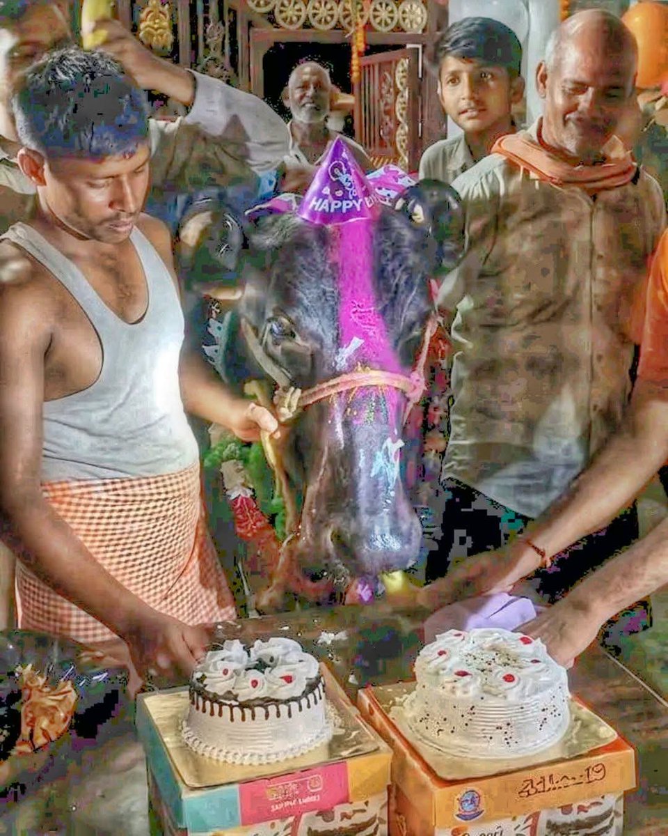 RcDymn's tweet photo. Happy Birthday भैंसी 🐃
भारतको उत्तर प्रदेशमा घरपालुवा भैंसीको धुमधामसँग जन्मदिन मनाइयो!😱🎂

🐃 भैंसीको नाम ‘बसन्ती’ राखिएको छ। परिवारले Cake 🍰 काटेर बसन्तीको जन्मदिन विशेष रूपमा मनाएका छन्। 🎂😅 #news https://t.co/tRhMdnUID6