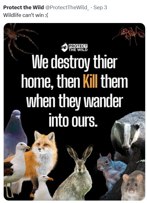 AmeleaTeckel's tweet photo. Badgers are an ancient, native British #wildlife species.
Labour in England has honoured its pledge to #stopthecull (which it knew wouldn't rid our cows of b🐮TB) ...
but now Reform, Plaid Cymru & the Tories want to slaughter them in Wales!
#badgermonday🦡 #stopthecull 🏴 https://t.co/lIcyfVdPvo