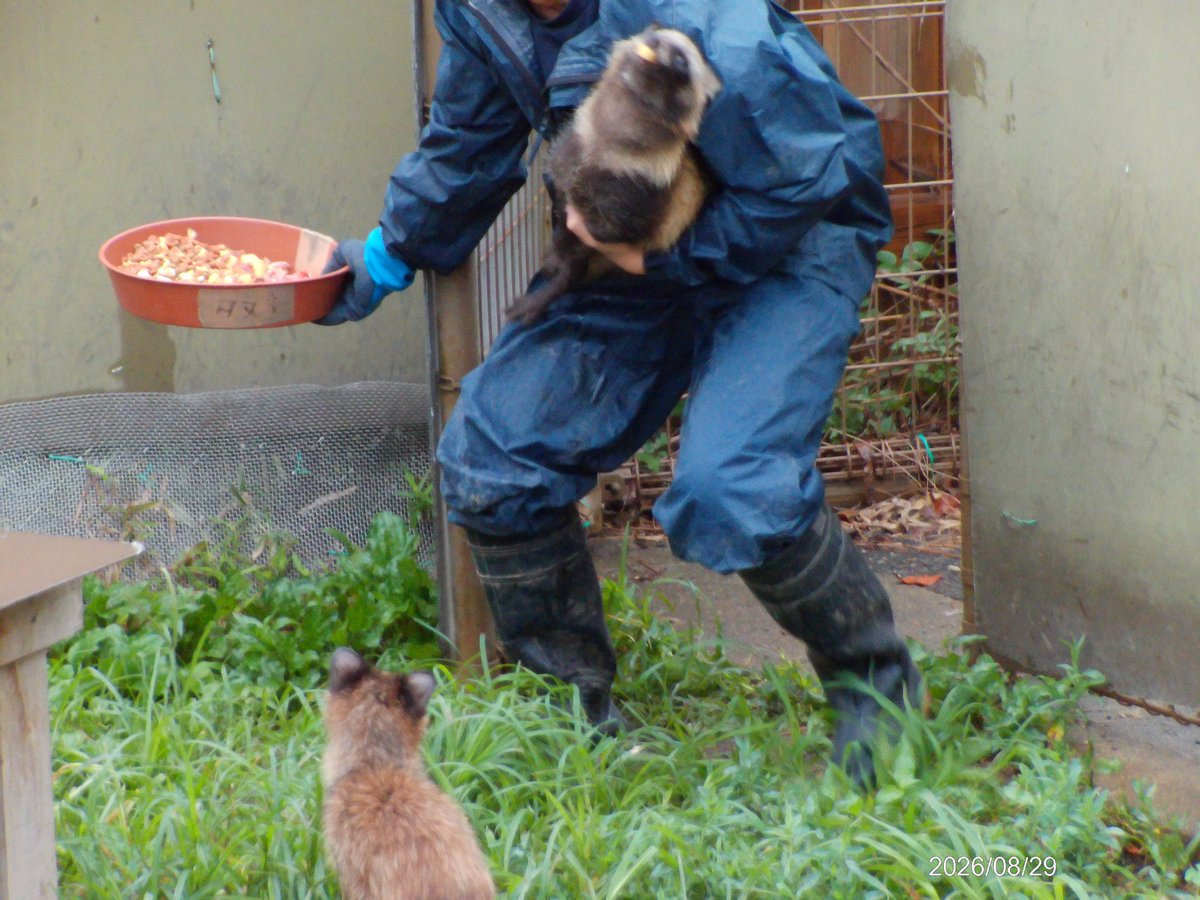 syukusyu_c's tweet photo. もう激しすぎてブレちゃってるんですけど、
ご飯タイムが楽しみすぎて脱走したところを飼育員さんに捕獲されて暴れ回るタヌキだったものを見て https://t.co/h6JjrLGHbj
