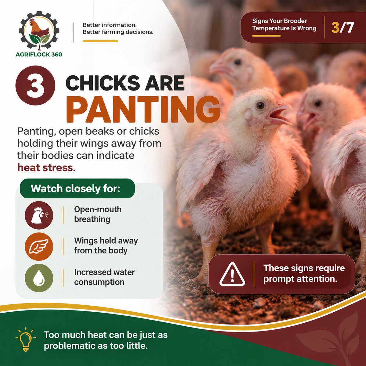 agriflock360's tweet photo. Your chicks can help tell you when brooder conditions aren’t right.
Huddling, panting, avoiding the heat or gathering on one side can all be important signs to watch.
Don’t just check the temperature. Watch the birds.
Learn more about AgriFlock 360: https://t.co/6EoW99EHDH https://t.co/Y3vgQIpeqX