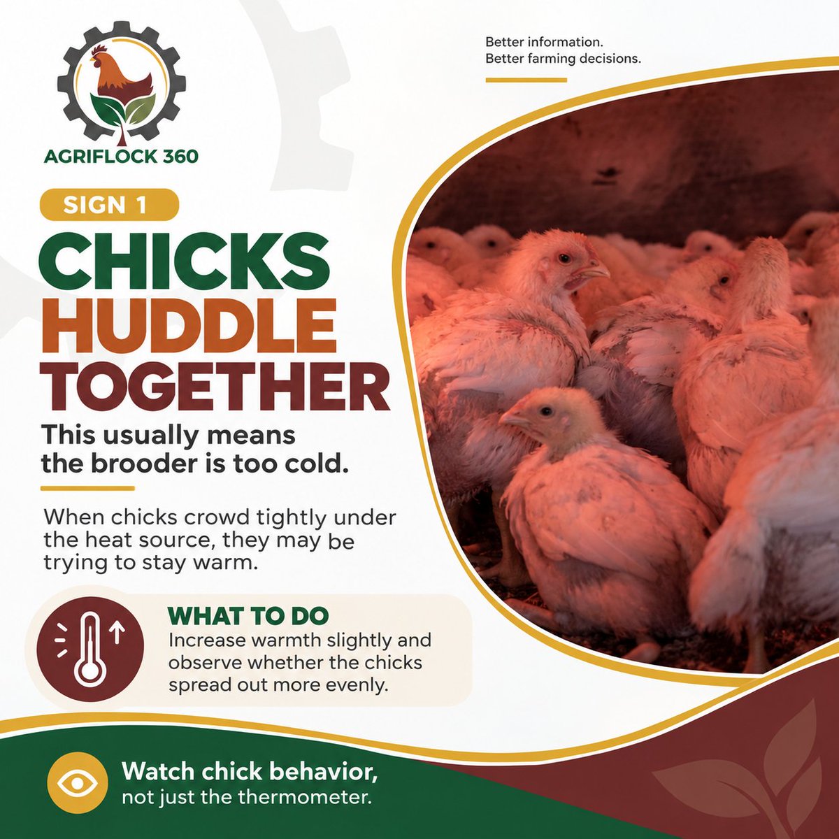 agriflock360's tweet photo. Your chicks can help tell you when brooder conditions aren’t right.
Huddling, panting, avoiding the heat or gathering on one side can all be important signs to watch.
Don’t just check the temperature. Watch the birds.
Learn more about AgriFlock 360: https://t.co/6EoW99EHDH https://t.co/Y3vgQIpeqX