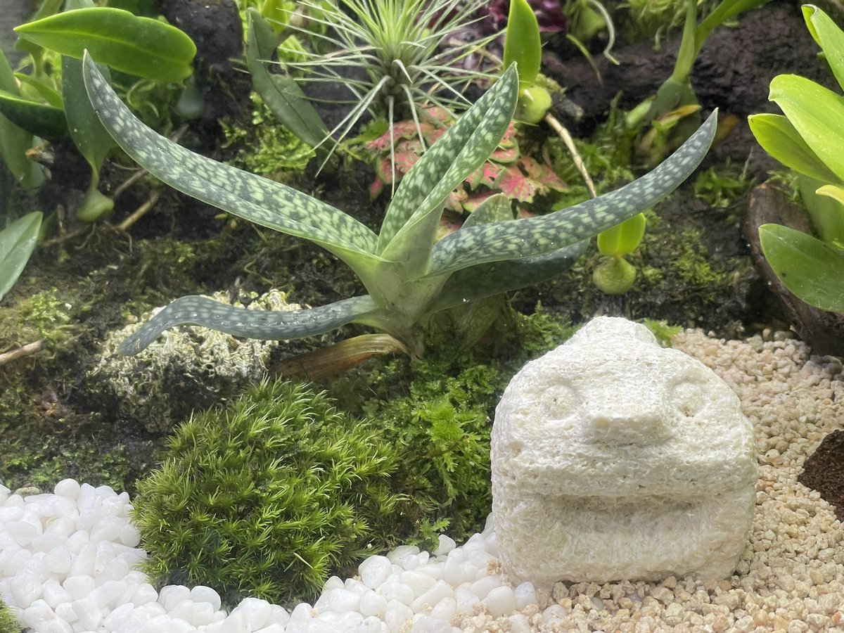 MinoruTomisawa's tweet photo. 8月初旬に作り直した45cm水槽の蘭テラリウム。
敷き詰めた小粒の軽石が再利用で汚れていたので上に水槽用の小粒石と砂を敷き詰めて、溶岩石と沖縄の民芸品“石獅子（いしじし）”を配置してみました。
#蘭友会 
#ご蘭なさい 
#テラリウム 
#洋ラン 
#洋蘭 
#orchid https://t.co/gKu4SxsTzW