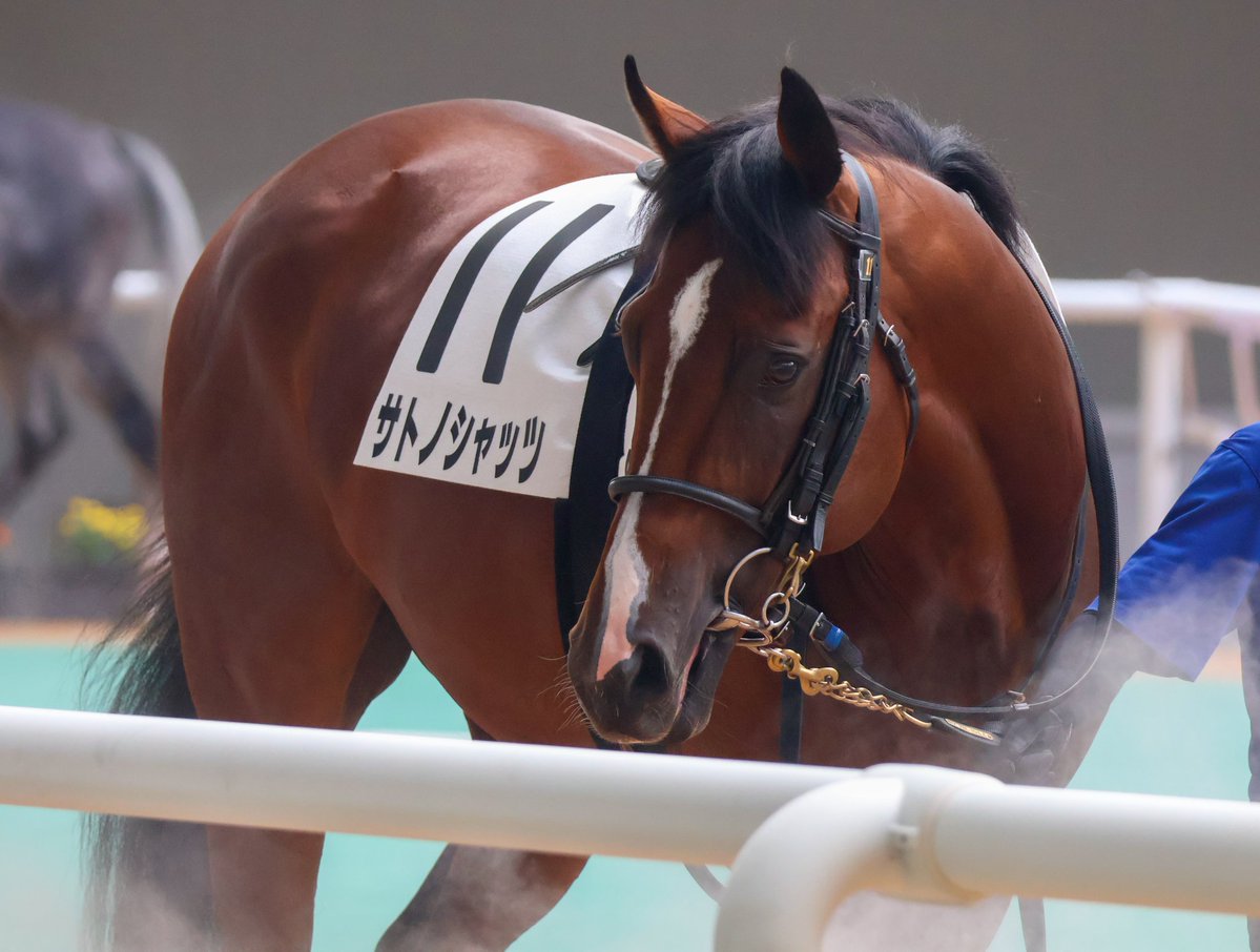 raruzeto's tweet photo. 2026 9.5　阪神4R
サトノシャッツ　吉村誠之助騎手

#サトノシャッツ 
#吉村誠之助  騎手 https://t.co/TG0p77kCuQ