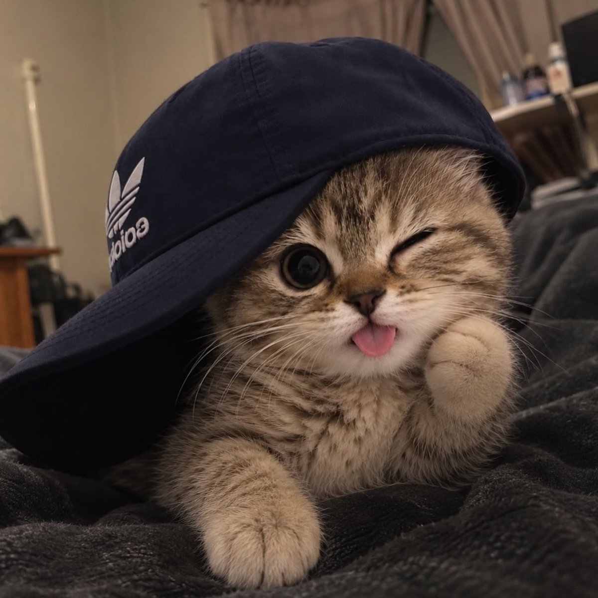 BestOfMeow's tweet photo. https://t.co/ZQUZzhArdy