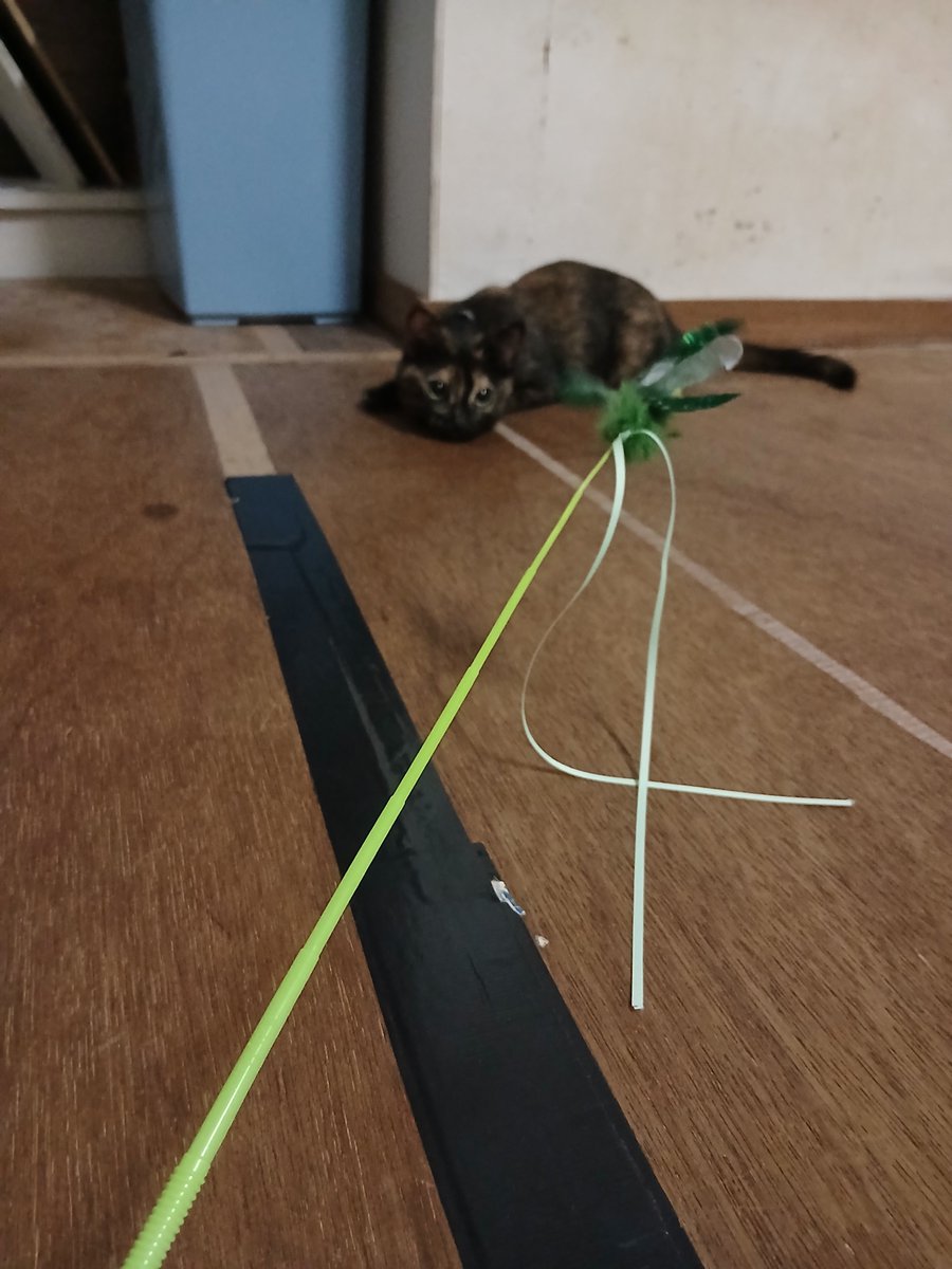ainoneco's tweet photo. トンボの猫じゃらしに夢中のもみじちゃんです！ https://t.co/6PVU6ZUTsu