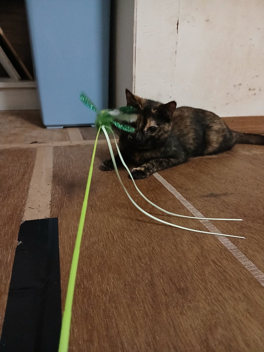 ainoneco's tweet photo. トンボの猫じゃらしに夢中のもみじちゃんです！ https://t.co/6PVU6ZUTsu