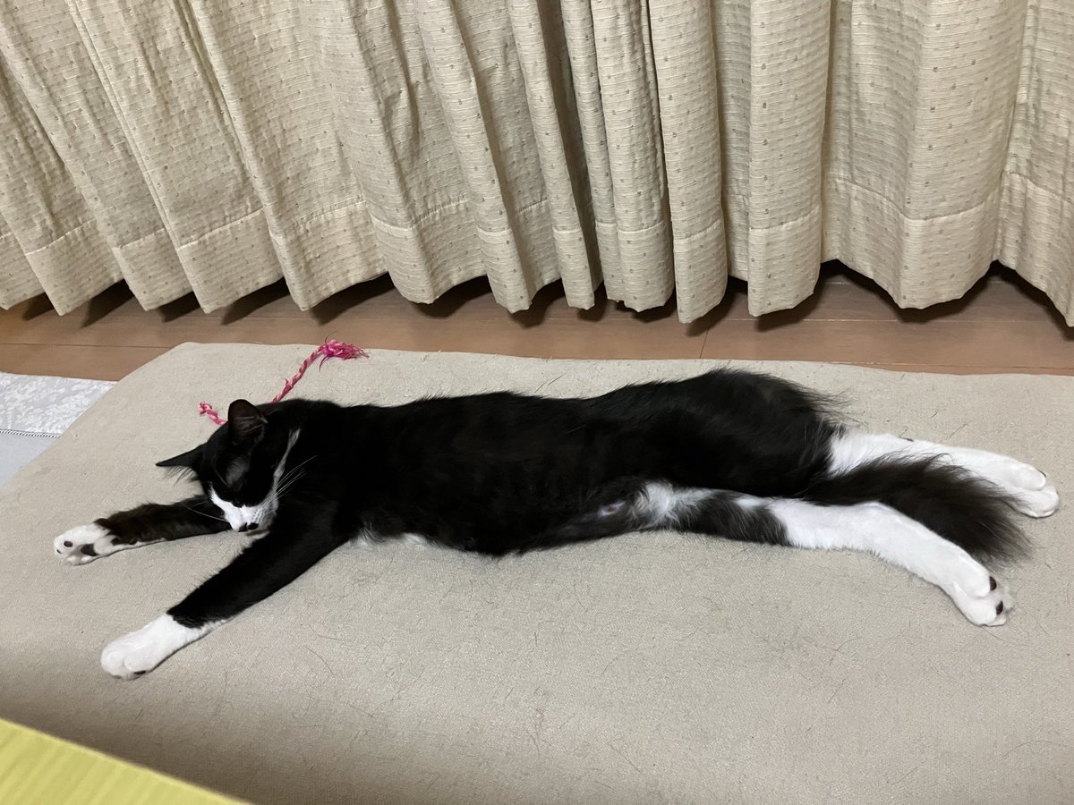 OriginRey's tweet photo. 実家の新入り、すくすく育っていそうで素晴らしい https://t.co/hYzubHeKx8
