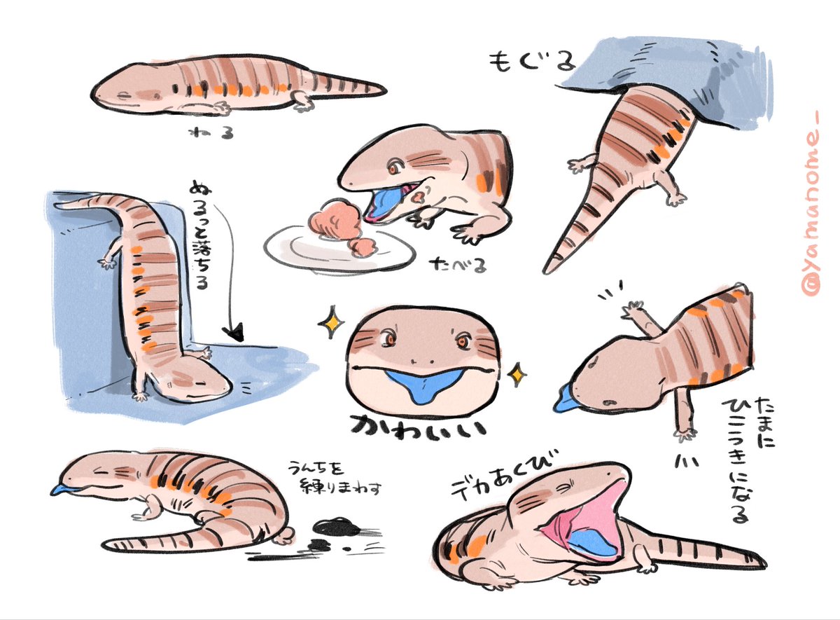 yamanome_'s tweet photo. キタアオジタトカゲという生き物 https://t.co/1vFsMcN8iC