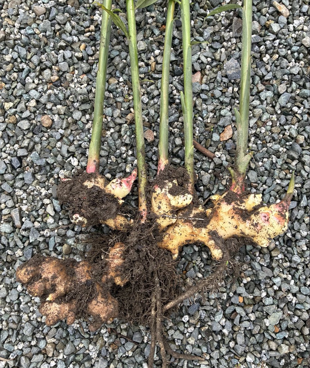 ASHIKAGAnoSORA's tweet photo. 生姜をひとつ試し掘り！立派に育ってます。下の茶色いのが元々植えたやつ（ヒネショウガ）、他のが新しく出来た新生姜！ https://t.co/BAIUsmFWwC