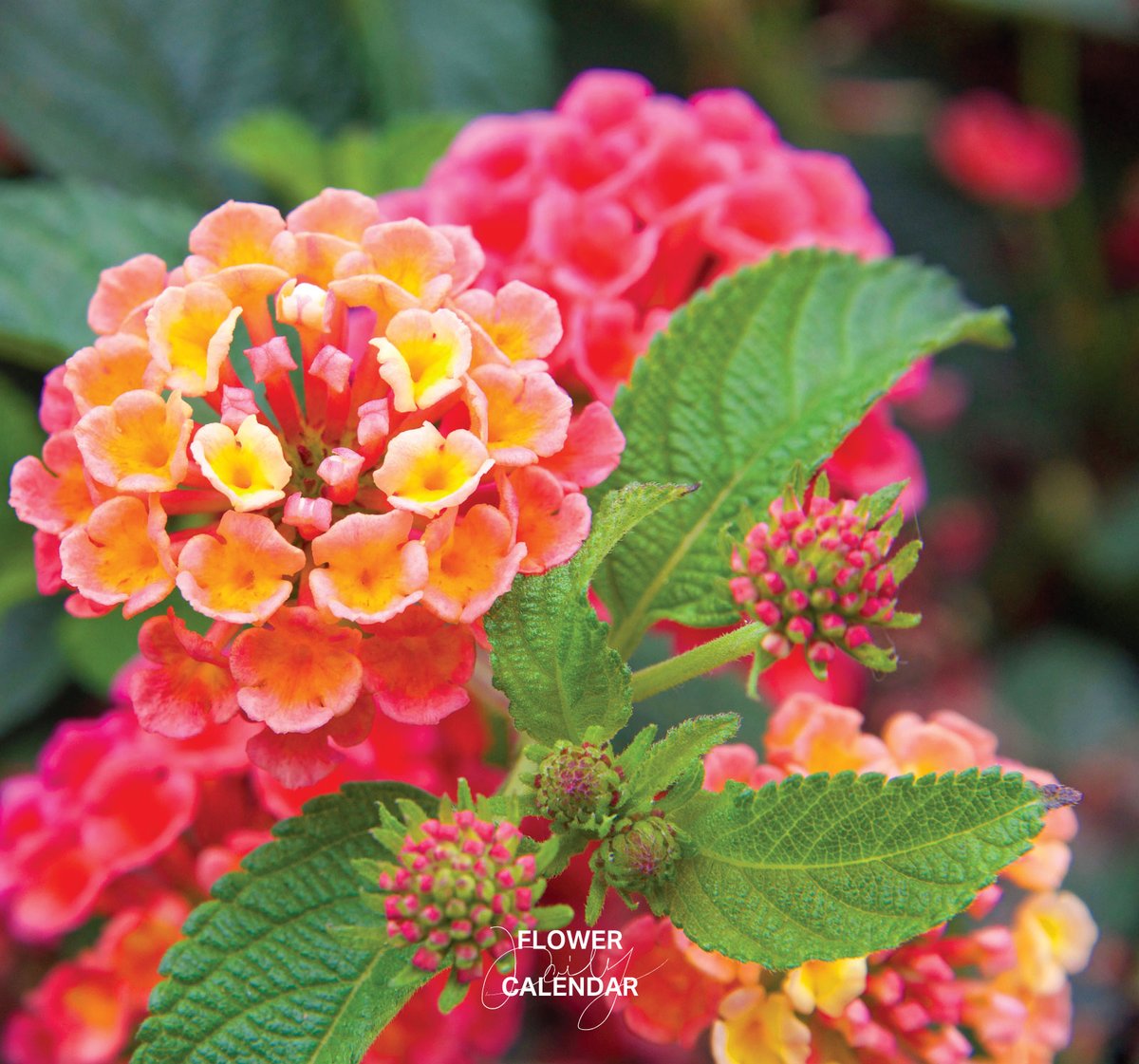 543life's tweet photo. ランタナ｜花の日めくり

花言葉「心変わり」

初夏から秋にかけて花色を変えながら咲く中南米原産のクマツヅラ科の常緑小低木。
花色の変化から、「シチヘンゲ（七変化）」という和名がつけられ、蝶を呼ぶ「バタフライフラワー」としても人気があります。

▼暦生活｜日本の季節を楽しむ暮らし｜365日、毎日暦のお話をお届けします♪
https://t.co/xJV2YNFSOr