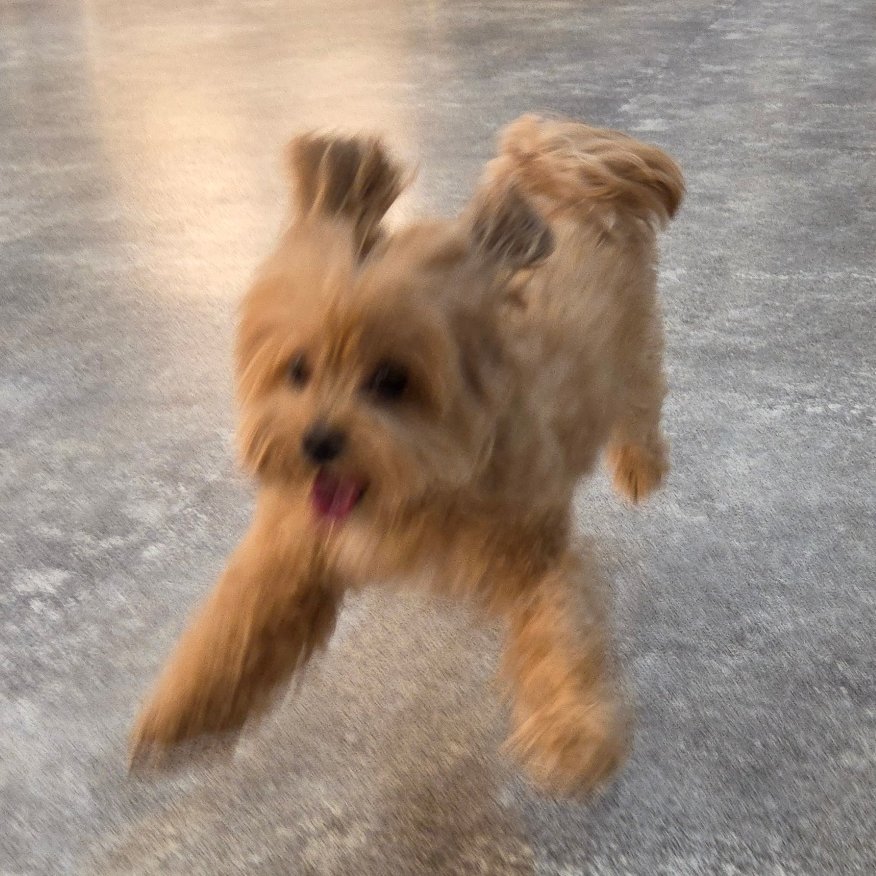 kynt___S2's tweet photo. 뭐야???......
저희집 강아지 봐주세요 https://t.co/Pk1EiClwQL