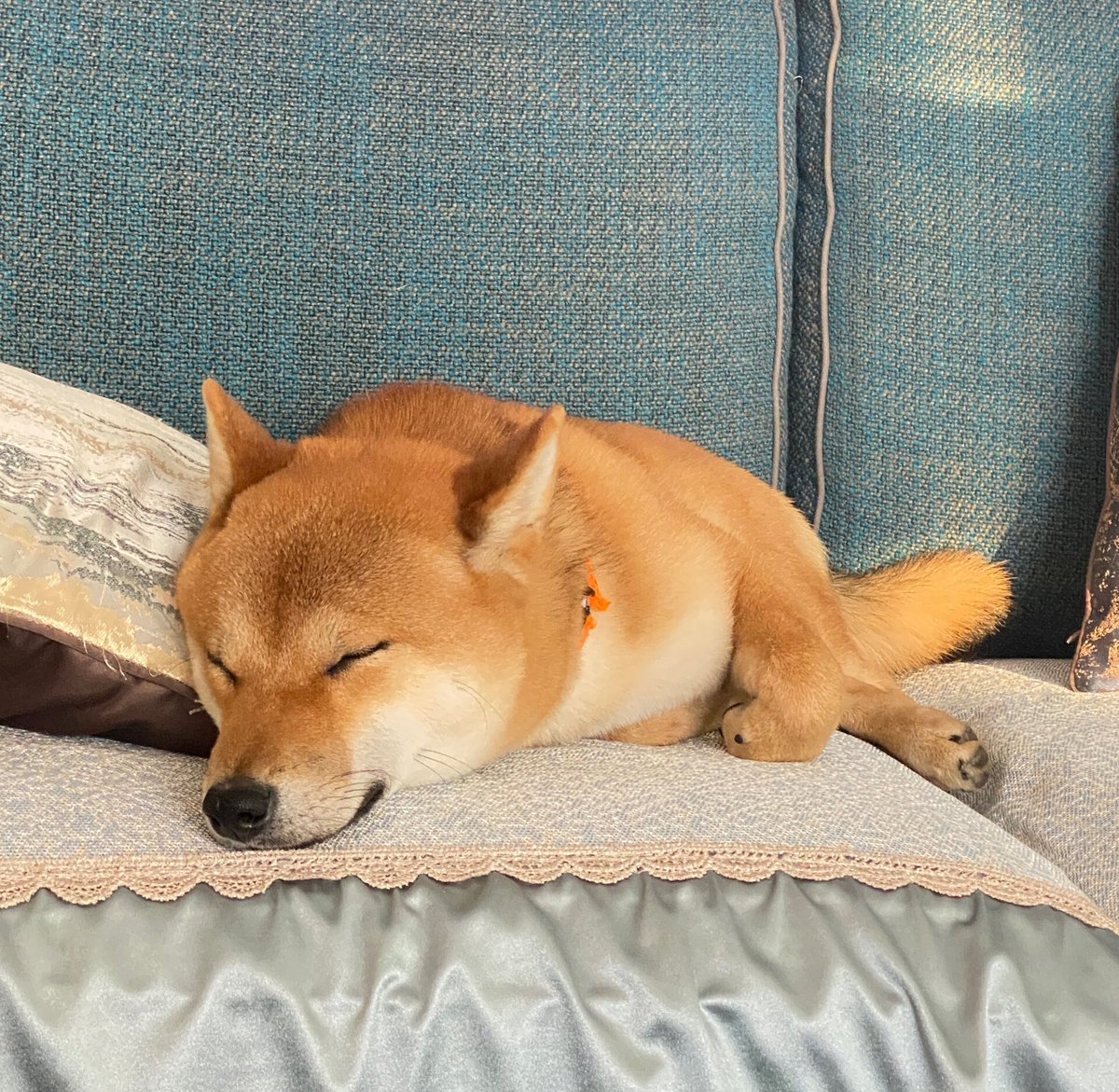 taffu008094's tweet photo. My pupper’s sleepy snuggle just made my whole messy weekday better https://t.co/wBWnpBgGs2