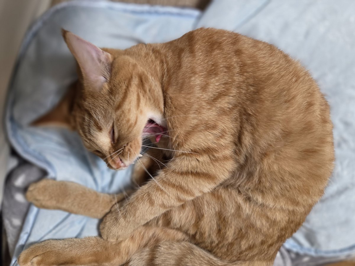 kinokotabe4's tweet photo. あくび3点盛り(´0`)ﾌｧ〜

#猫のいる暮らし https://t.co/VKmQqSJwqs