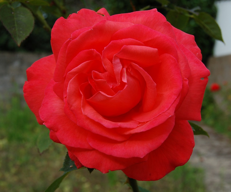 NeoResistant's tweet photo. #FleurisTonFil
La rose, le rouge lui va si bien
#photographie #photography https://t.co/KPfioCIOzD