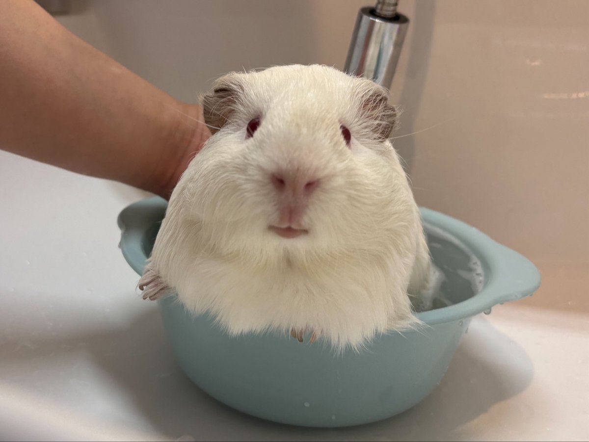 milk_miruchan's tweet photo. どんぶらこ どんぶらこ🎶
あったかお風呂🛁

 #モルモット  #guineapig https://t.co/ODpa7GTmt3