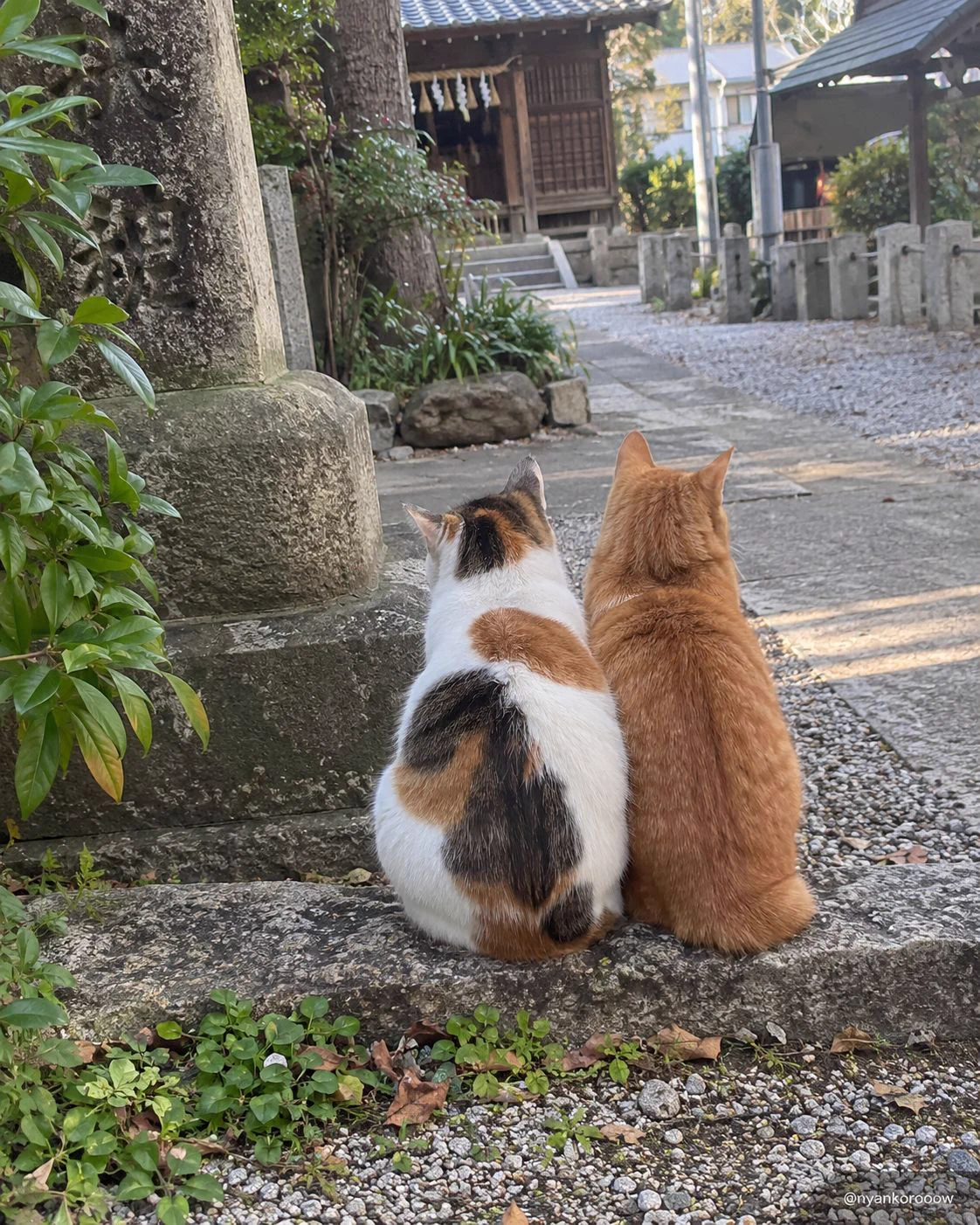 にゃん太郎｜猫画像｜Funny Cats on X: 
