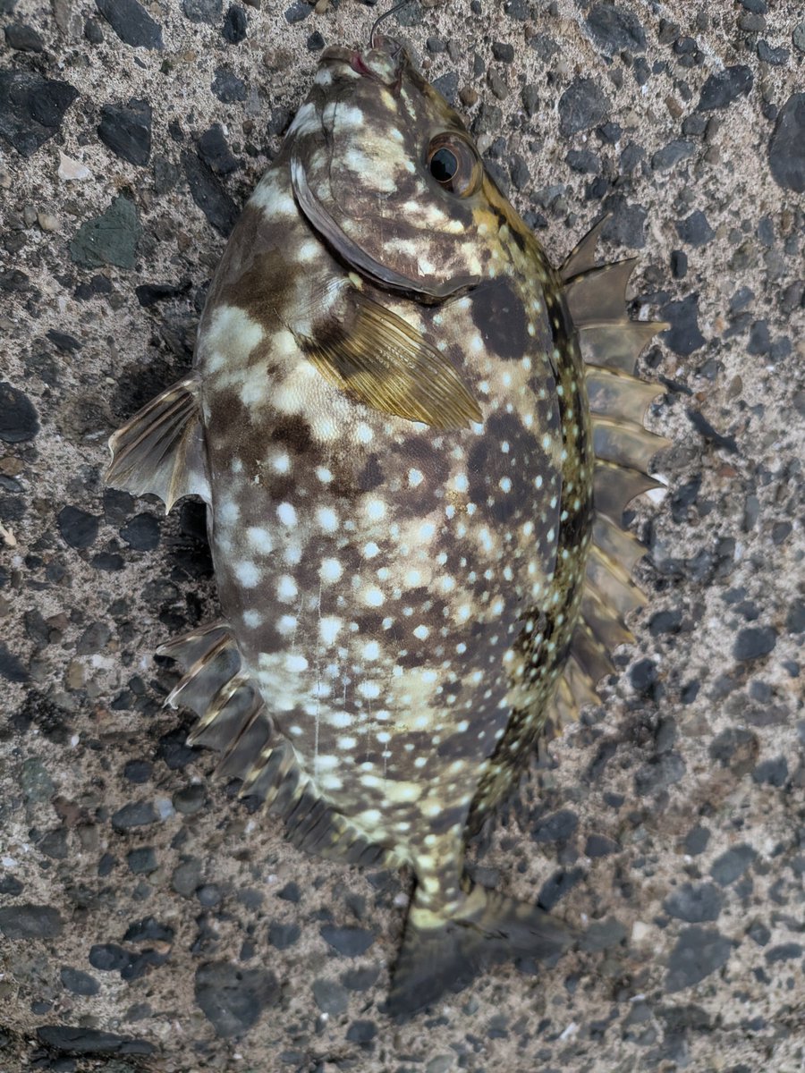 rock_ishi's tweet photo. 最近の魚 https://t.co/qTRp7Z90FN
