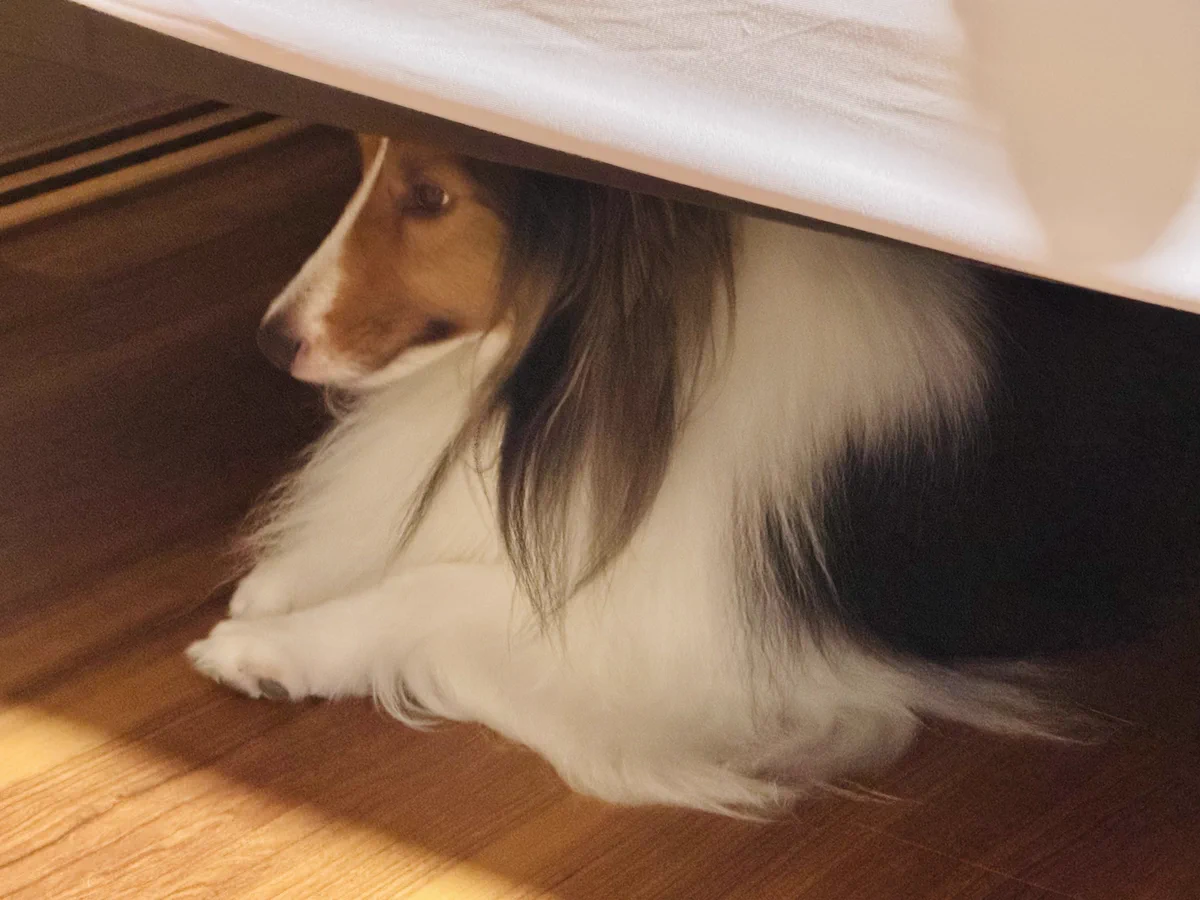 つく🌕シェルティ (@tsuku_sheltie) / X