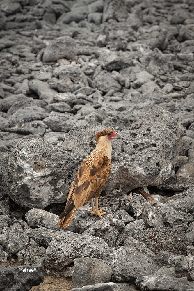 Yeltree's tweet photo. The rugged sea on the northern side of the island, and a strange bird. 🌊🐦
#northside #island #ruggedsea #sea #waves #nature #landscape #photography #oceanview #islandlife #strangebird #bonaire https://t.co/qMdqaROLJR