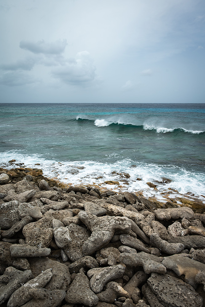 Yeltree's tweet photo. The rugged sea on the northern side of the island, and a strange bird. 🌊🐦
#northside #island #ruggedsea #sea #waves #nature #landscape #photography #oceanview #islandlife #strangebird #bonaire https://t.co/qMdqaROLJR