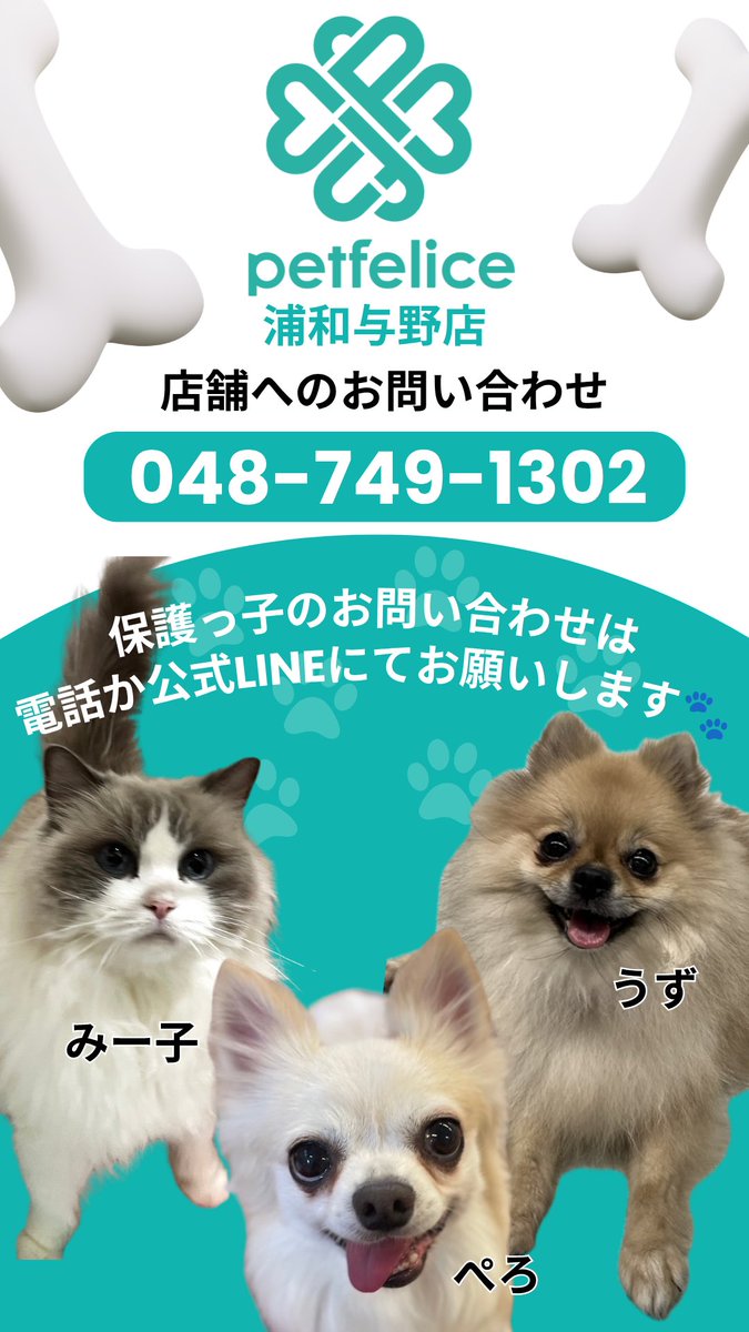 petfelice_urawa's tweet photo. 🐾里親様募集中🐾
なまえ ▹▸ ワッフル
#ミックス犬 2026.6.28生 女の子

見沼店からお引越ししてきました🐶
#ハスキー と #スタンダードプードル の
美人なハーフさんです✨️
良いご縁がありますように…！

#里親募集中 #保護犬 #ペットフェリーチェ #埼玉 #大宮 #毎日が譲渡会 https://t.co/0tSOhnDZ4o