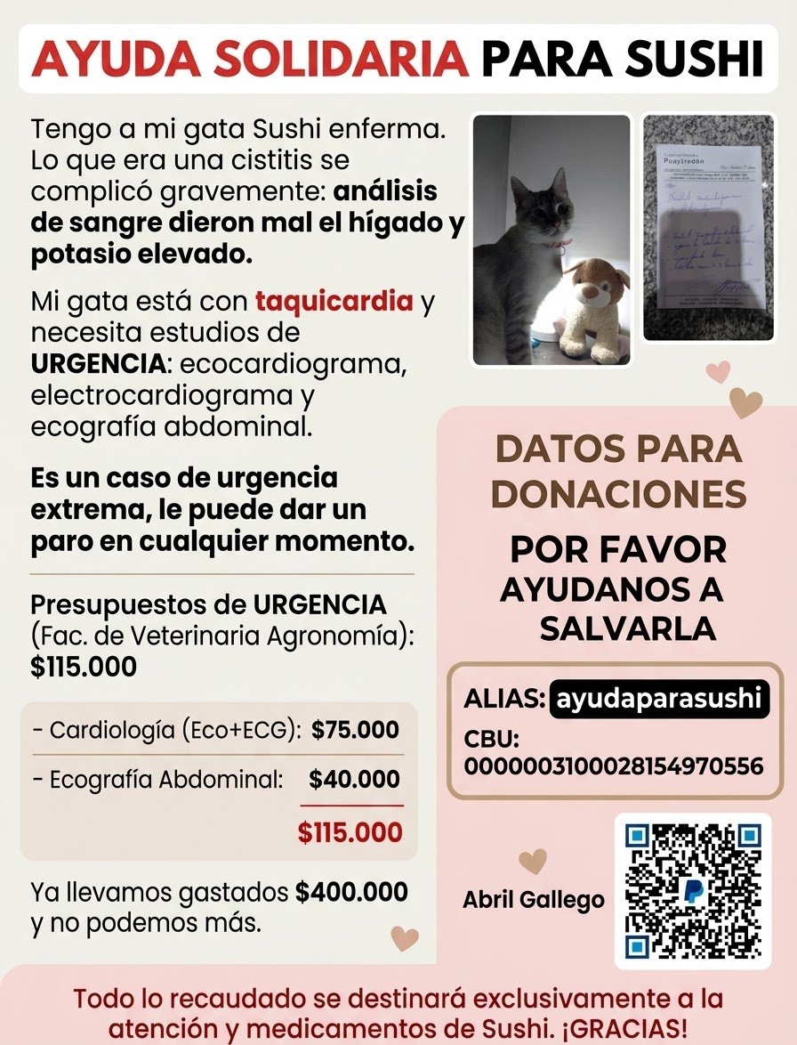 chuucatzs's tweet photo. Hola a todos. Les pido un segundo para compartir la historia de mi gatita. Fuimos a la vete por un cuadro de cistitis y nos volvimos a casa con la noticia más impactante: detectaron un problema serio en su corazoncito. + https://t.co/enQ9kVe05K