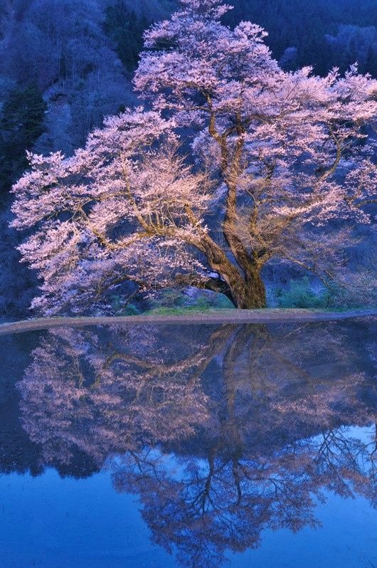 DrVojtech's tweet photo. 英単語は関連付けて覚えると効果的です。
例えば、「apple」や「banana」といった果物をイラストと共に
思い浮かべながら覚えてみましょう。
視覚情報が記憶を助けます。 https://t.co/AQZVvPPSp0