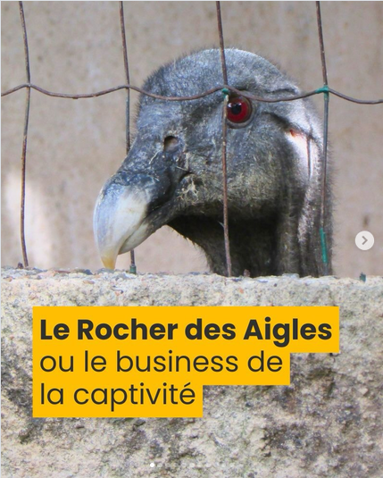 ChasseAbolition's tweet photo. #rocherdesaigles #rocamadour
arrêtez d’exploiter les oiseaux !
Ne cautionnons pas la capacité lucrative.
https://t.co/fq45geDkUO https://t.co/LSzUXQRVl8