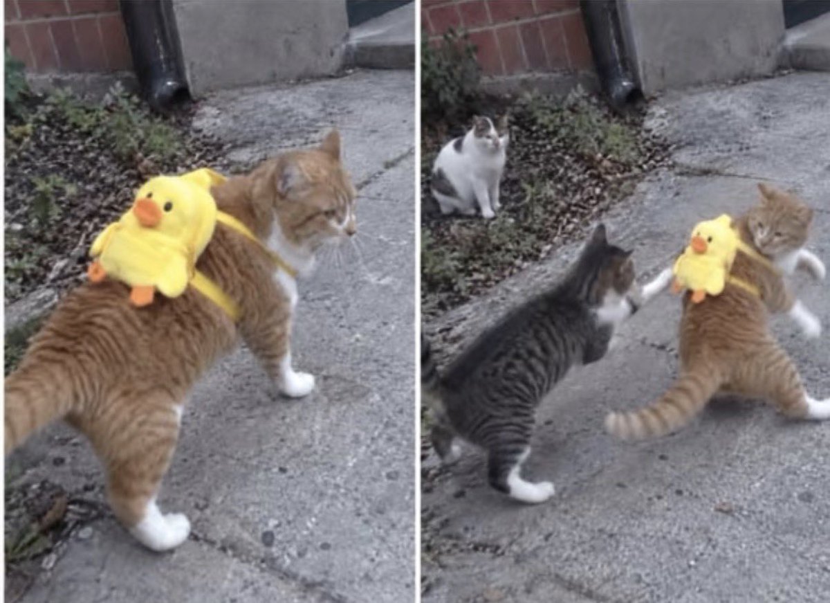 twaniimals's tweet photo. https://t.co/SncC642D8B
