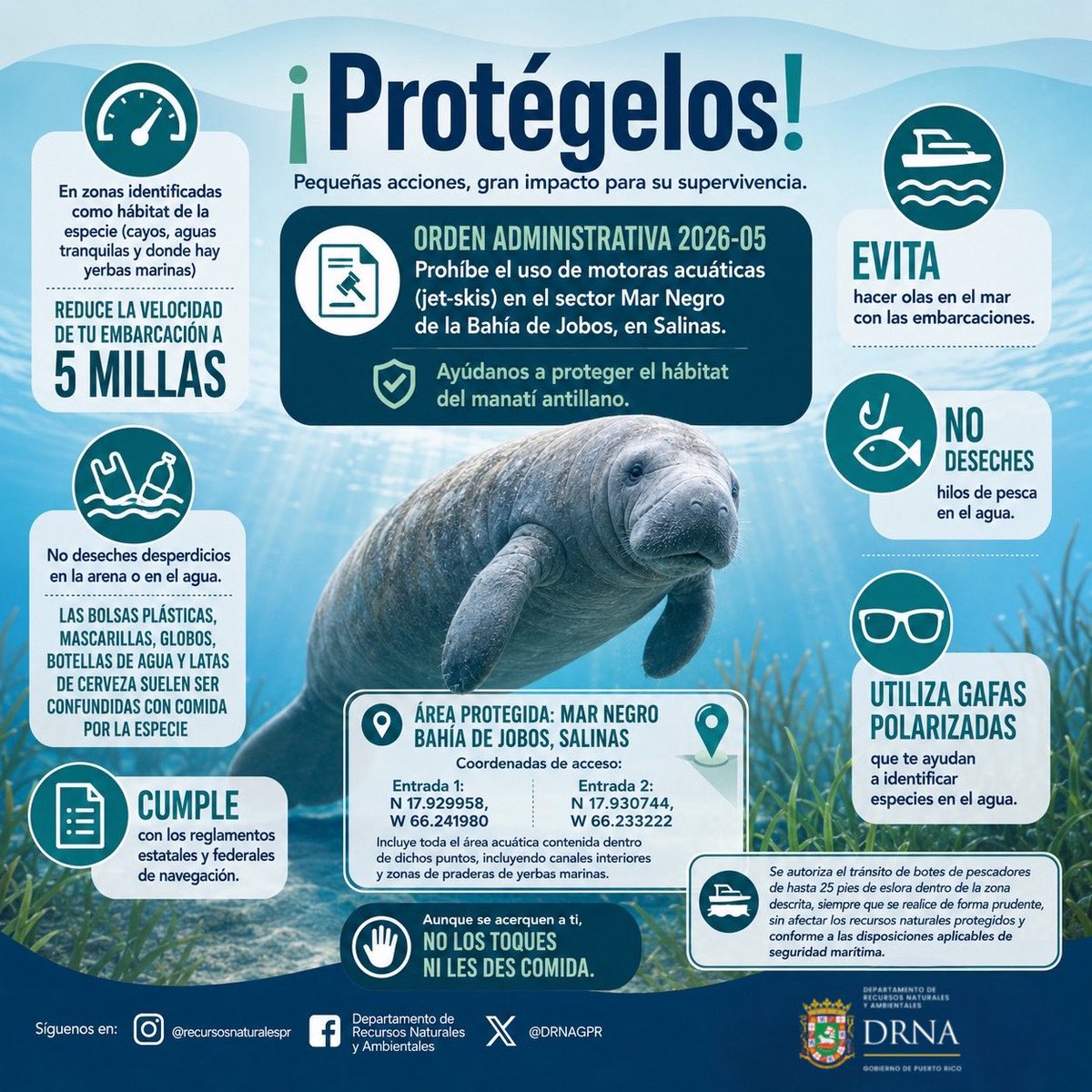DRNAGPR's tweet photo. Hoy celebramos el Día de la Conservación del Manatí Caribeño, una especie emblemática de nuestras aguas. 

Navega con precaución y protege su hábitat. Cada acción cuenta para su conservación. 🌎 https://t.co/BRbBW53OZ0