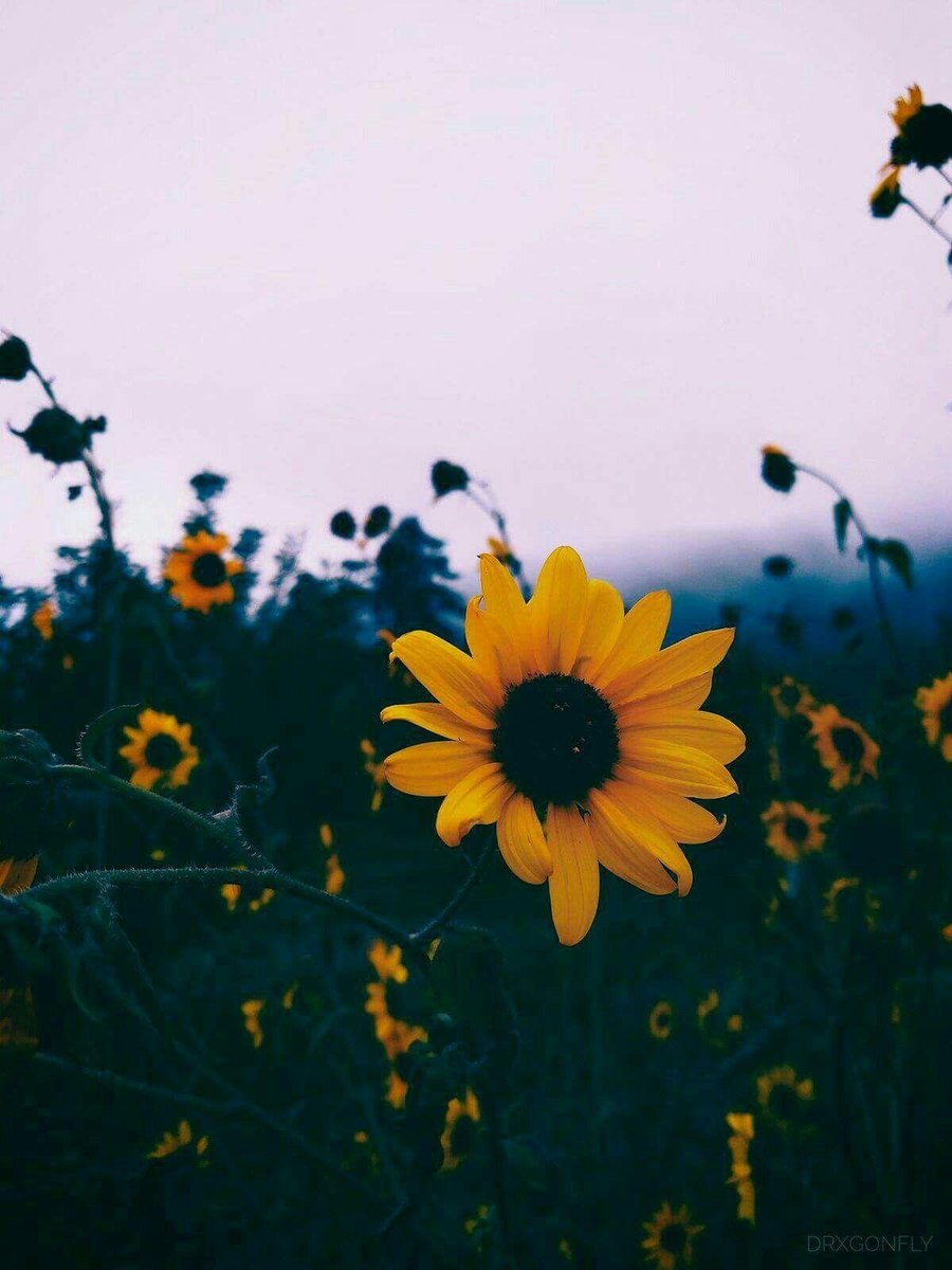 DavidMillewwy's tweet photo. Ih have been distracted my whole life and i been through a lot and still couldn't achieve what so called happiness what should i do ?ow to find my sole purpuse in life https://t.co/uy8fxzmJk0