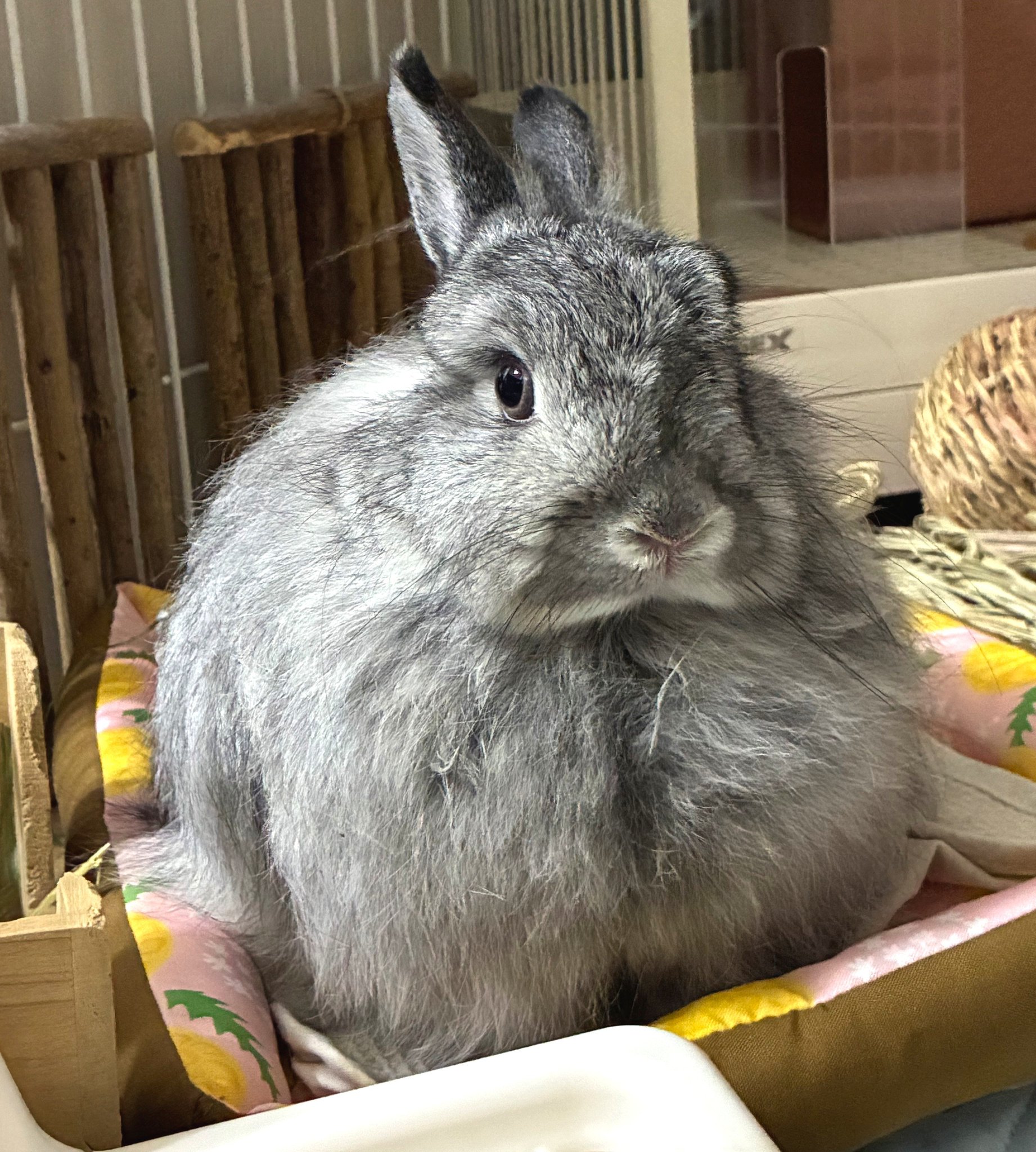 うさぎ、様リクエスト笑 うのくらし on X: 