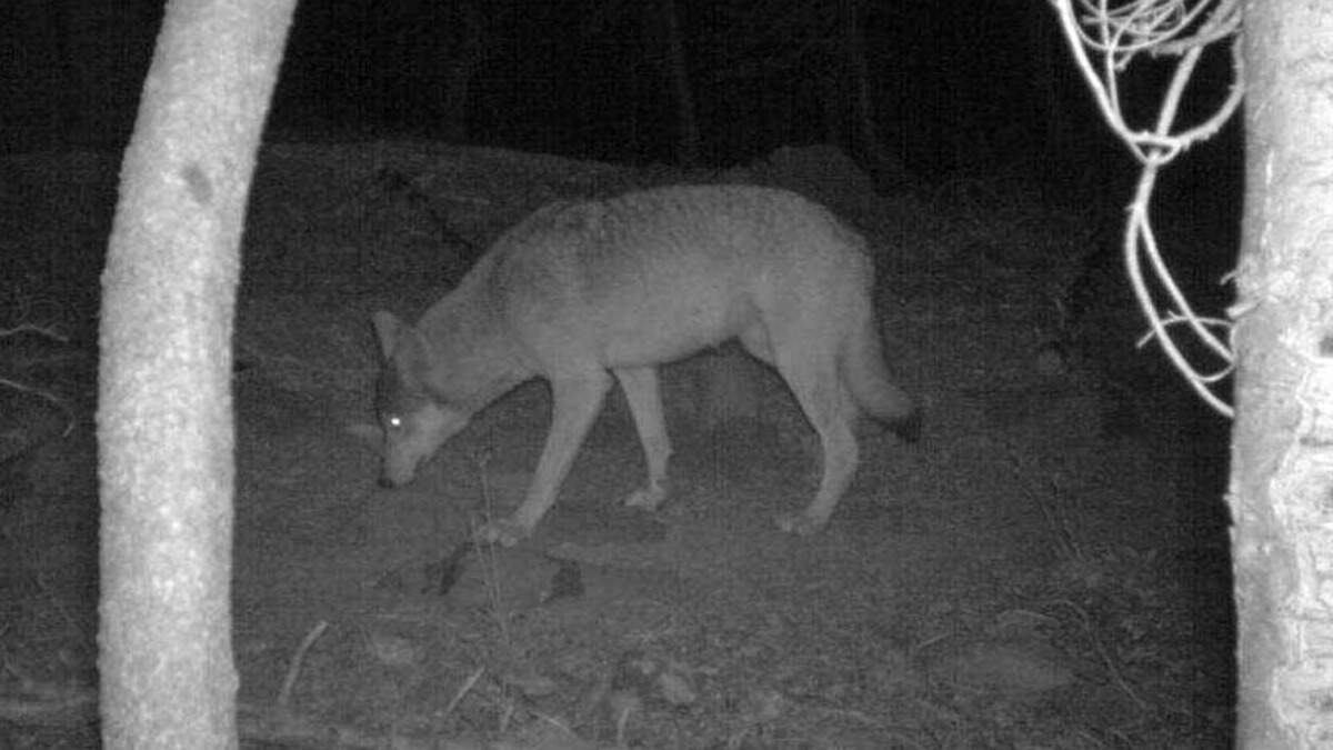 giveashitnature's tweet photo. A gray wolf just crossed to the west side of Interstate 5 in California. Wolf advocates have been waiting decades for that to happen.

California Fish and Wildlife got two sighting reports in late August, plus photos, from where Mendocino, Glenn and Lake counties meet. A biologist confirmed the photos, surveyed the area, and found tracks at one of the locations.

Wolves were wiped out of California by 1924. In December 2011 a young male called OR7 walked down from Oregon and became the first documented wolf in the state in 87 years. The first pups born in California came in 2015.

Everything since traces back to that.

The state's official count was at least 50 wolves at the end of 2024. Fish and Wildlife now tracks 12 known packs, up from nine three months earlier, which is the fastest quarter of growth since they returned. Yosemite has been added to the species' range.

But nearly all of that has happened in the northeastern corner of the state, east of I-5.

They've now crossed to the other side, which is important because of what lives there. There are more elk and other prey west of that line, which makes it some of the best wolf habitat California has.

"This is incredibly exciting news, the news we in wolf recovery for decades have been waiting for," said Amaroq Weiss, formerly a senior wolf advocate at the Center for Biological Diversity. "For it to get to the west side of I-5, where we know is the best habitat in the state."

But the story of wolves in California isn't a clean story with sunshine and roses throughout.

Last year the Beyem Seyo pack killed at least 88 cattle in Sierra Valley over a single summer, and the state killed the pack. That was the first time in modern California history wolves were lethally removed by the state. In the first quarter of 2026, Fish and Wildlife investigated 47 livestock depredation reports and confirmed 21 as wolf attacks.

But the state has since built out a wider toolkit, including strike teams, drone hazing, pepper balls, and a compensation program for producers who lose animals. Whether that keeps up with a population growing this fast is a real question that no one really has an answer for.

Meanwhile, last Friday, the President signed an executive order giving the Interior Secretary 90 days to decide whether gray wolves and Mexican wolves should lose or reduce their federal Endangered Species Act protections. The stated reason is support for ranchers.

The first Trump administration tried this in 2020 as well. A court reversed it, and in 2022 protections were restored across 48 states and Mexico.

California protects wolves under its own state endangered species act, and it's illegal here to hunt, pursue, harass, capture or kill one.