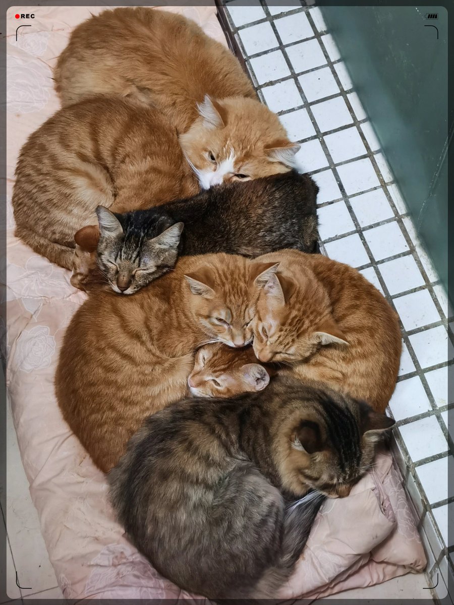 ameli632280's tweet photo. Just folded 3 loads of laundry while my cat insisted on napping on the clean sheets. Small wins feel so good! https://t.co/pLGYo16gjG