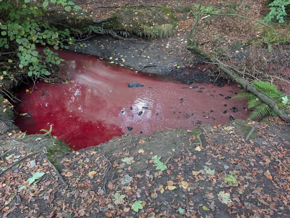 Alexandr4Denman's tweet photo. This is coming from an abattoir in  Withybush Wales of course its a Halal one, the rivers evidently is blood red and chemically smelling  ammonia etc, one man had said the river used to be full of Trout and Mackrel for fishing now its just poisoned every fish . Environmental health hopefully are onto it .
Our beautiful country is being destroyed by people coming here trying to make it into what they came from and this has to be stopped! 
Restore Britain