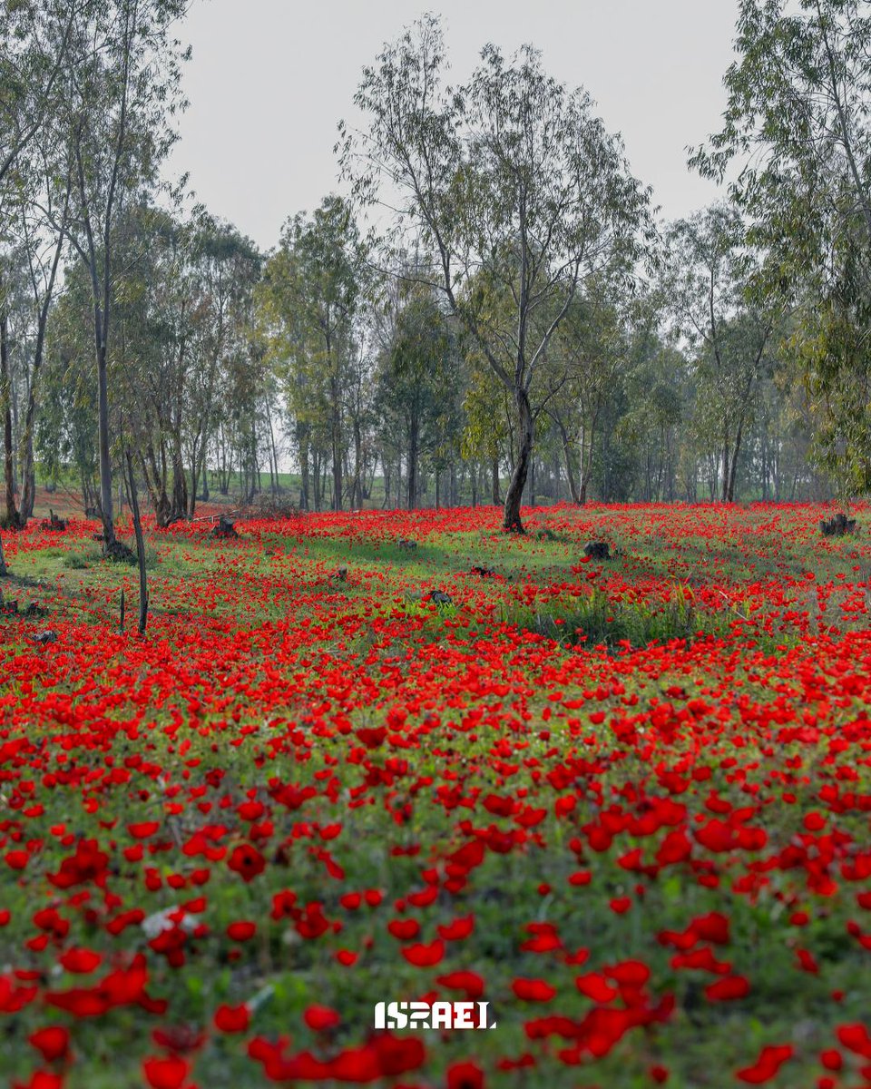 Israel's tweet photo. Next up in our Israel in Color campaign: RED ❤️🇮🇱  
From blooming anemones and juicy pomegranates to colorful city streets, swipe along to see the country in red. 🌺🍎  

#israelincolor #red #travel #nature #beautifuldestinations https://t.co/Uam0RBRbSc