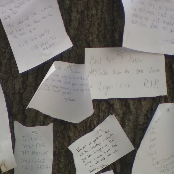 7NewsDC's tweet photo. A fallen tree in Dupont Circle has become an unexpected memorial after a recent storm. 🌳💔 7News found dozens of heartfelt messages left on the tree by local residents.

MORE: https://t.co/IXBhF3aWWG https://t.co/GBDUqLXONI