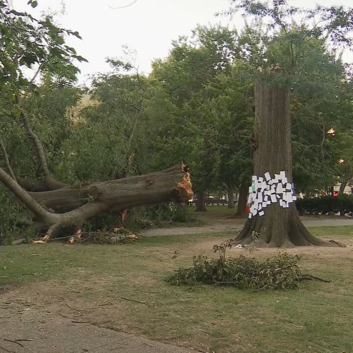 7NewsDC's tweet photo. A fallen tree in Dupont Circle has become an unexpected memorial after a recent storm. 🌳💔 7News found dozens of heartfelt messages left on the tree by local residents.

MORE: https://t.co/IXBhF3aWWG https://t.co/GBDUqLXONI