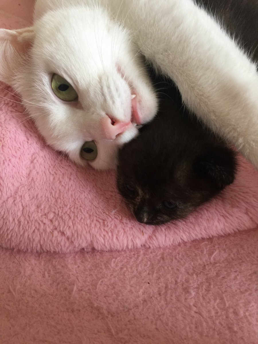 nekoiro_diary's tweet photo. 母猫にとって大切な宝物...🐾❤️ https://t.co/wupeoMsHdX
