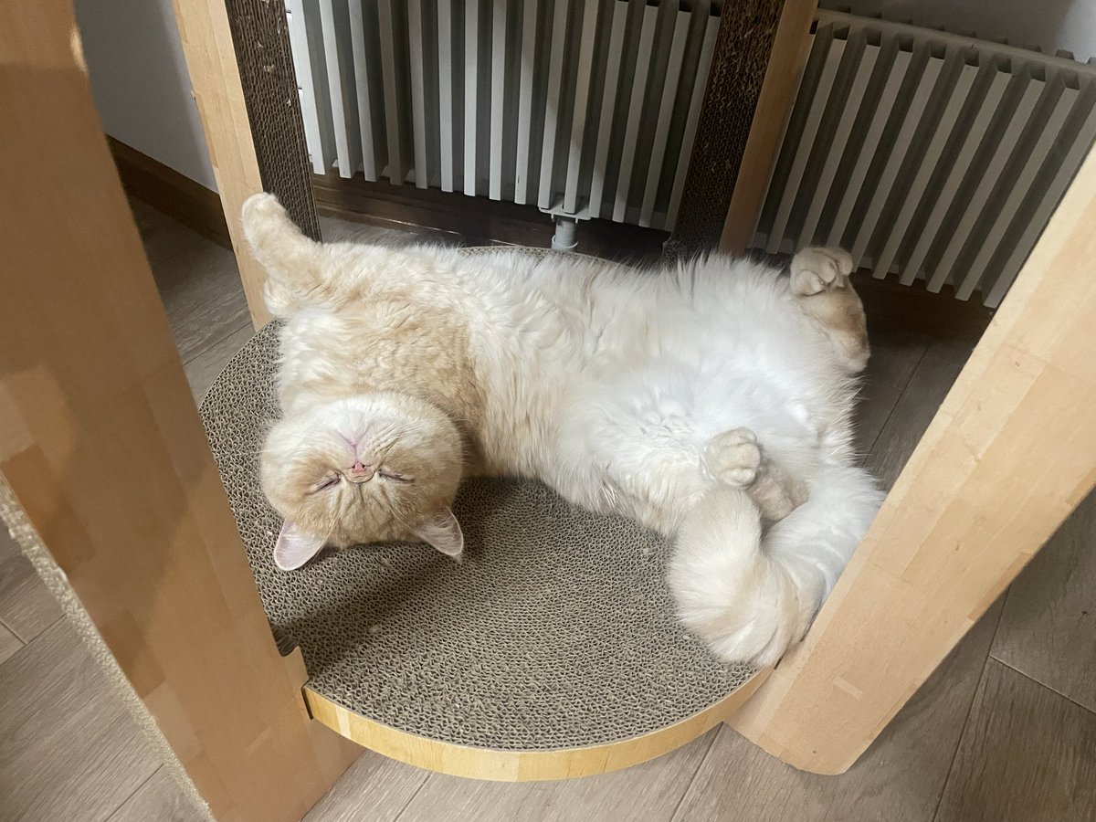 buchako2525's tweet photo. あっ、かわいいねこちゃんおちてる！かわいい！ https://t.co/RBLPNTq8fD