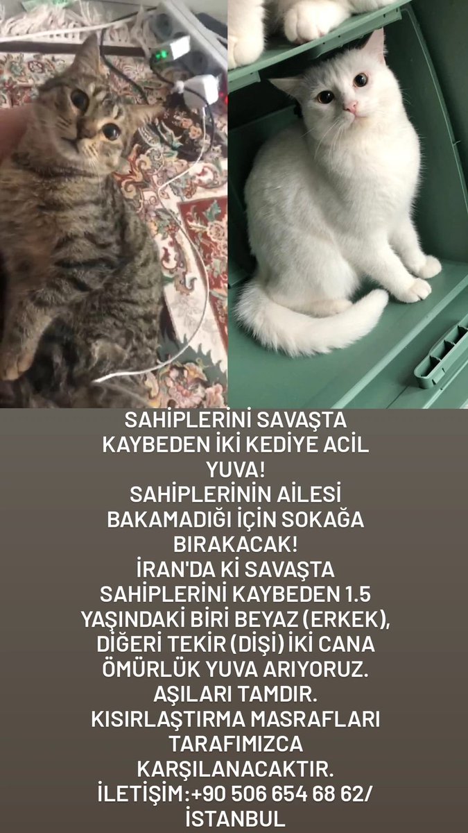 omer_art14's tweet photo. Neye üzüleyim neye sinirleneyim bilemedim. Bu çocukları balkonda box’ta tutuyorlarmış. 2. görsel öyle böyle sinir bozucu değil. Normalde bakan kişi hayatını kaybetmiş. Dışarı bırakılma riski var. Yuva aranıyor. İstanbul’da. Aşılı, sağlıklılar. İletişim bilgisi görselde. https://t.co/dM12kn0U5p