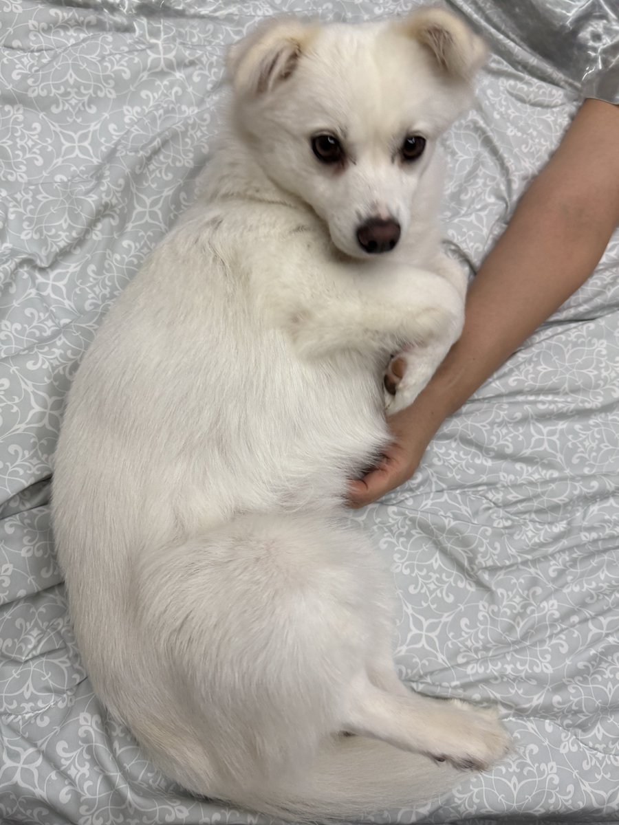 cotton_bong2's tweet photo. 뭐야 이 됒이는 https://t.co/SF1KZWxn25