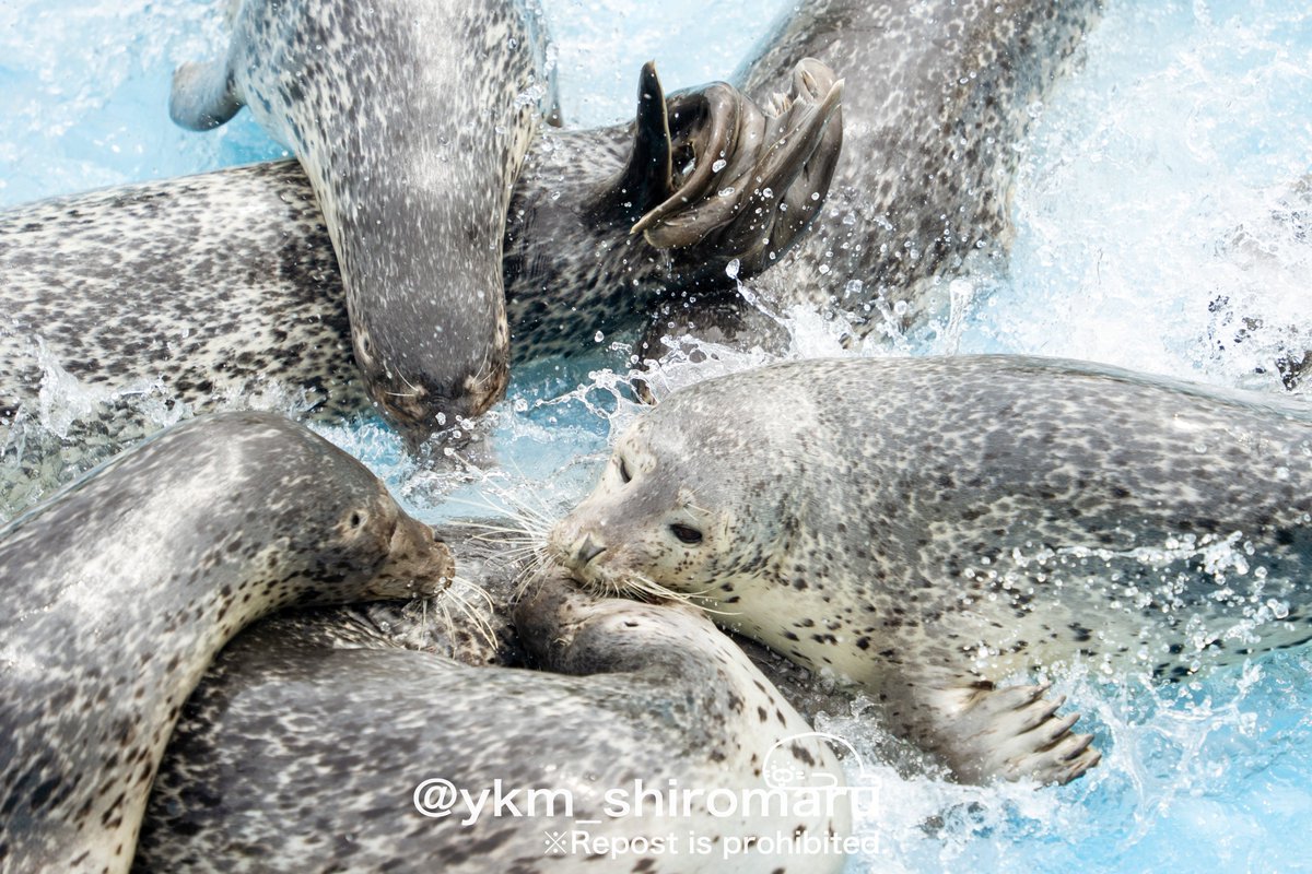 ykm_shiromaru's tweet photo. お水ないないの日のノシャップ寒流水族館

25.08撮影
#ノシャップ寒流水族館
#ゴマフアザラシ https://t.co/kzeCntzKtd