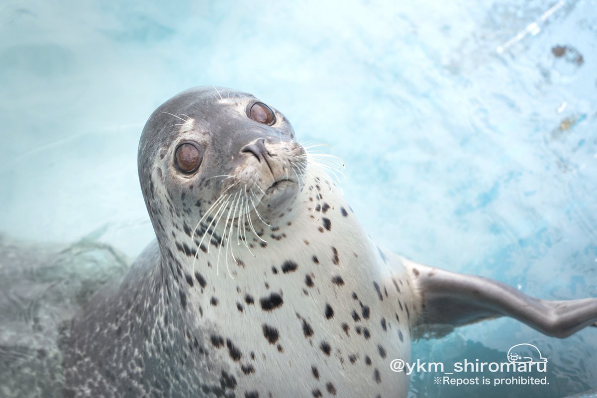 ykm_shiromaru's tweet photo. お水ないないの日のノシャップ寒流水族館

25.08撮影
#ノシャップ寒流水族館
#ゴマフアザラシ https://t.co/kzeCntzKtd