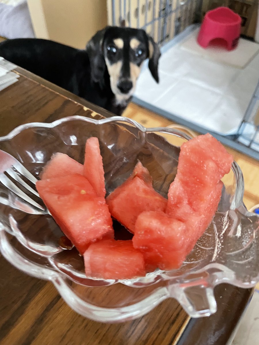 Alice_Chocola7's tweet photo. 今夜のおやつはスイカ🍉

今日もおいしかった😊
#すいか #西瓜
#ミニチュアダックス https://t.co/MvkvxPi0Qn