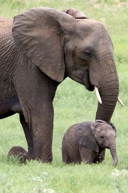 wildanimalpis's tweet photo. https://t.co/zqVcBe9Hqc