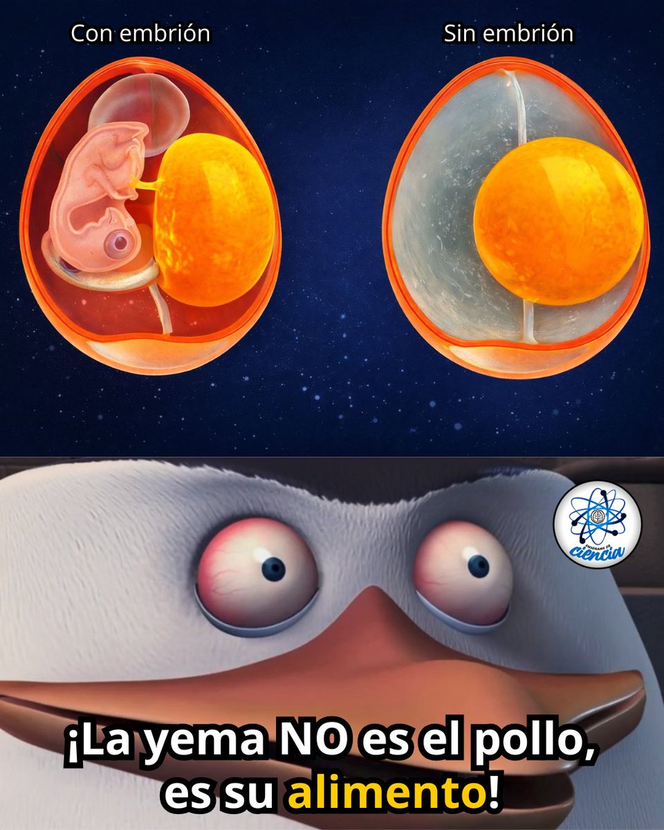 EnsedeCiencia's tweet photo. 🥚 Muchos crecimos pensando que la yema era el futuro pollito, pero la realidad es mucho más interesante.

La yema funciona como una reserva de energía y nutrientes. Si un huevo ha sido fecundado, el embrión se desarrolla a partir de una diminuta estructura situada sobre la superficie de la yema, alimentándose de ella durante su crecimiento.

Además, la clara no está ahí por casualidad: protege, hidrata y aporta proteínas esenciales durante el desarrollo.

Por cierto, los huevos que normalmente encontramos en el supermercado no están fecundados, por lo que no contienen ningún embrión.

La naturaleza suele ser más fascinante cuando descubrimos cómo funcionan realmente las cosas. 🐣✨🥚